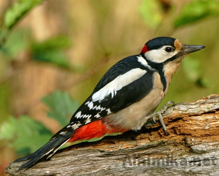 woodpecker-2.jpg