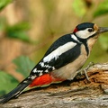 woodpecker-2