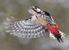 woodpecker-6