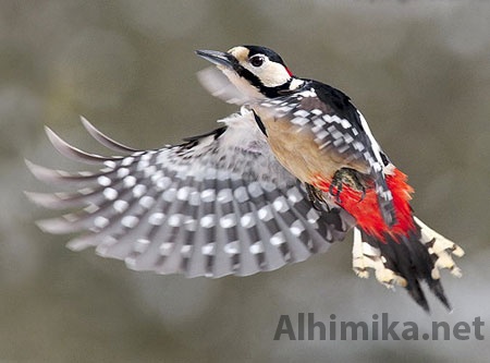 woodpecker-6