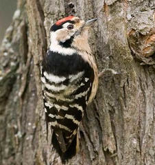 woodpecker-3