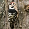 woodpecker-3